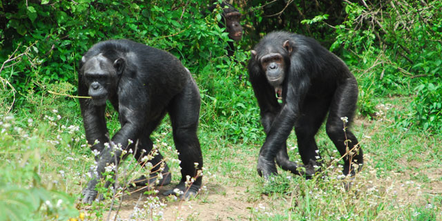 Chimpanzee-sanctuary.jpg